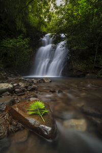 Scenic view of waterfall in forest