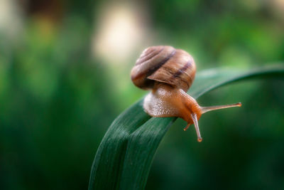 Close-up of snail on leaf