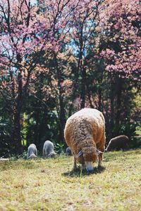 Sheep and trees against clear sky