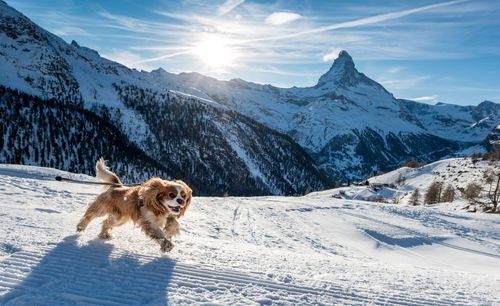 Dog on snow covered mountain against sky