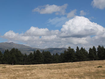 Trees on field against sky