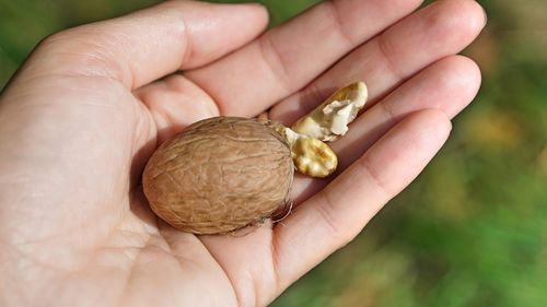 Close-up of hand holding bread