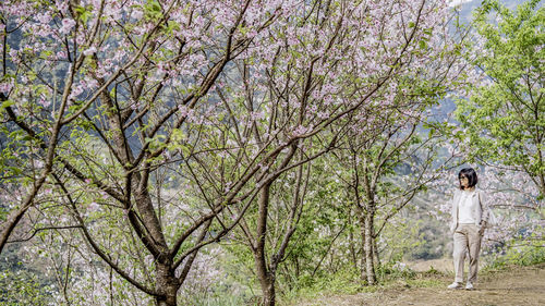 Woman standing in the cherry blossom trees