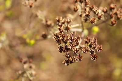 Close-up of seed capsules of flowering plant