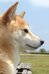 Close-up of horse against blurred background