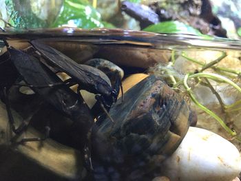 Close-up of crab on wood