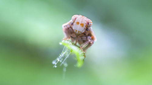 Close-up of planthopper nymph