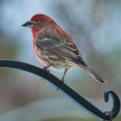 Close-up of bird perching on red leaf