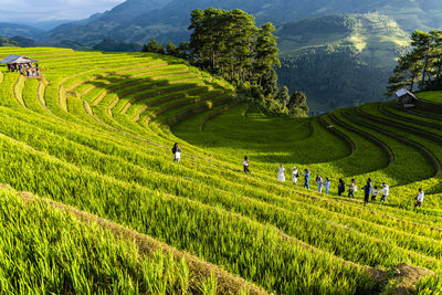 Scenic view of agricultural field