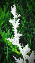 Close-up of snow on plant