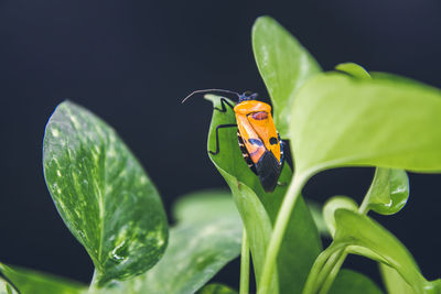Close-up of butterfly on leaf