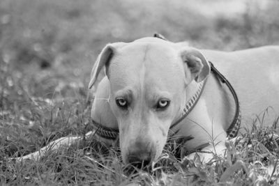 Close-up portrait of dog