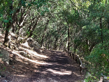 Road amidst trees in forest