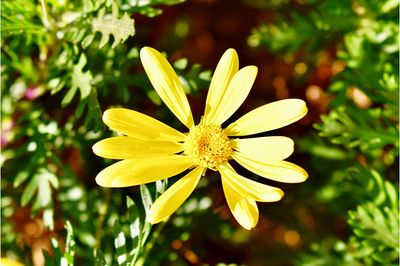 Close-up of yellow flower blooming outdoors