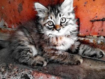 Portrait of cat sitting outdoors