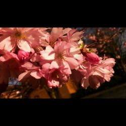 Close-up of pink flowers