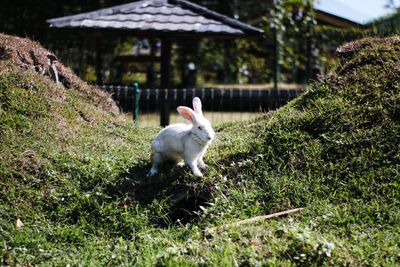 View of a rabbit on field