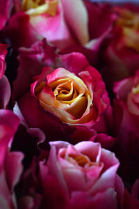 Close-up of pink rose blooming outdoors