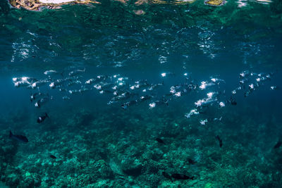 High angle view of swimming in sea