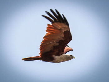 Bird flying against clear sky