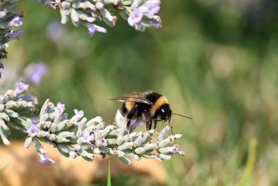 Close-up of bee pollinating on flower