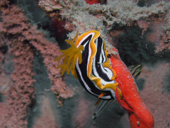 A chromodoris africana nudibranch in the red sea