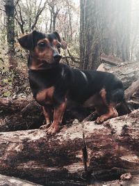 Portrait of dog in forest