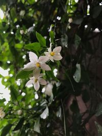 Close-up of white flowers blooming on tree