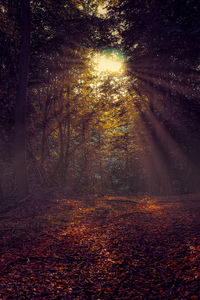 Sunlight falling on autumn trees in forest