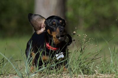 Black dog in a field