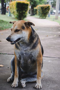 Dog looking away while sitting on footpath