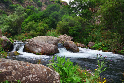 Scenic view of waterfall in forest