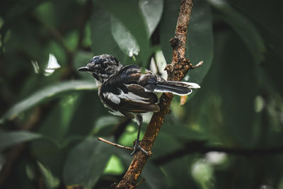 Close-up of bird perching on branch