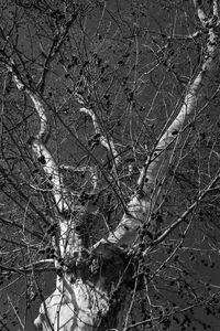 Bare trees against sky