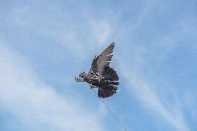 Low angle view of eagle flying