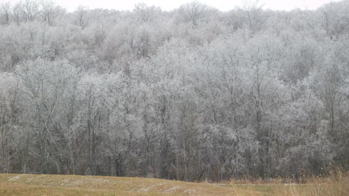 Scenic view of forest