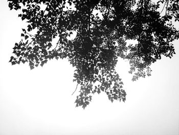 Low angle view of trees against clear sky