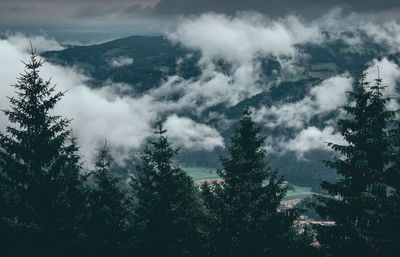 Low angle view of trees against sky