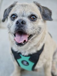 Close-up portrait of dog