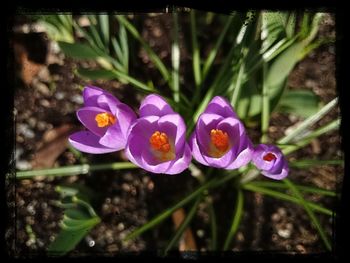 Close-up of purple flowers