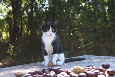 Portrait of a cat