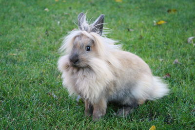 View of an animal on field