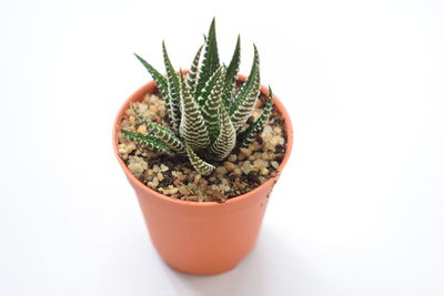 Close-up of potted cactus plant against white background