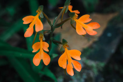 Close-up of orange flowering plant