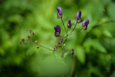 Close-up of purple flowering plant