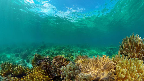 sea