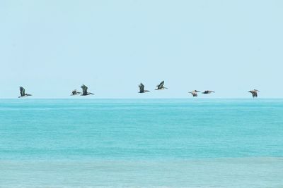 Birds flying over sea against clear sky