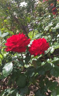 Close-up of red poppy blooming outdoors