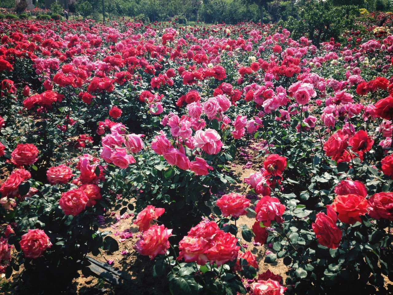 flower, freshness, growth, beauty in nature, fragility, petal, abundance, blooming, nature, red, plant, pink color, high angle view, field, flower head, in bloom, full frame, tulip, flowerbed, outdoors