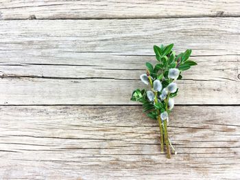 High angle view of plant on wooden table